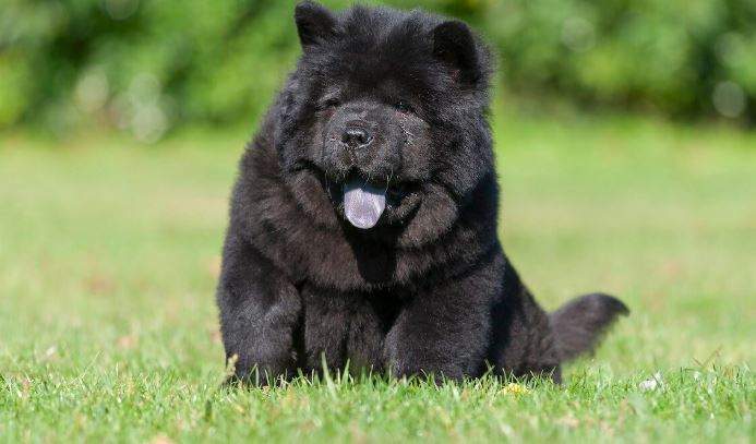 Nằm Mơ Thấy Ăn Thịt Chó Đánh Con Gì? Giải Mã Giấc Mơ Thấy Ăn Thịt Chó Đánh Số Mấy?