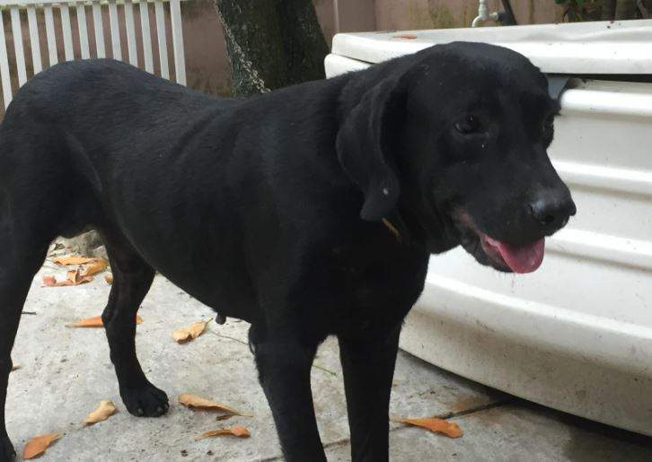 Nằm Mơ Thấy Chó Đen Có Ý Nghĩa Gì?