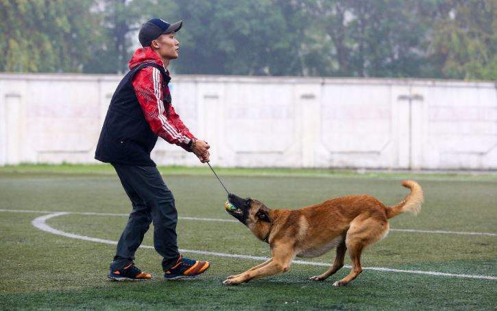 Nằm Mơ Thấy Chó Đuổi Đánh Con Gì? Giải Mã Giấc Mơ Thấy Chó Đuổi Đánh Số Mấy?