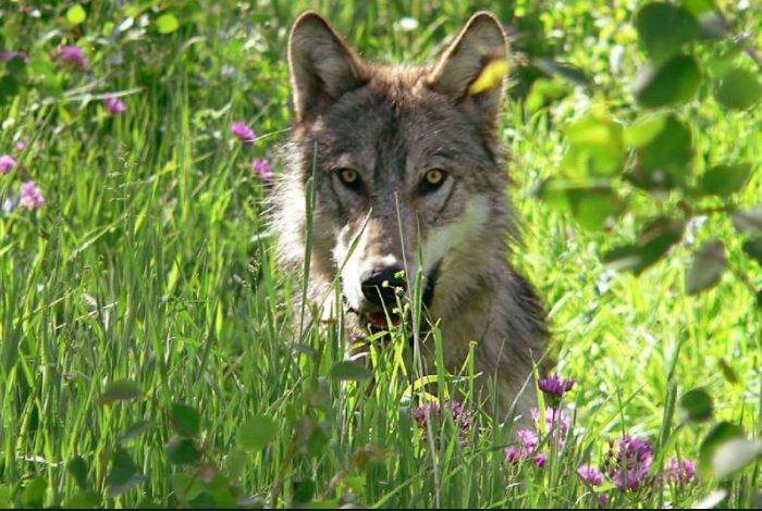 Nằm Mơ Thấy Chó Sói Đánh Con Gì? Giải Mã Giấc Mơ Thấy Chó Sói Đánh Số Mấy?