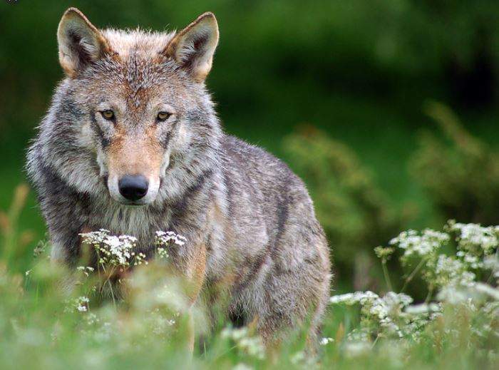 Nằm Mơ Thấy Chó Sói Đánh Con Gì? Giải Mã Giấc Mơ Thấy Chó Sói Đánh Số Mấy?