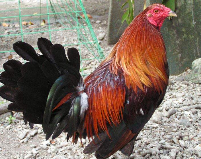 Nằm Mơ Thấy Gà Rừng Đánh Con Gì? Giải Mã Giấc Mơ Thấy Gà Rừng Đánh Số Mấy?