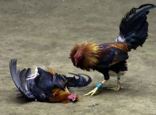 Nằm Mơ Thấy Gà Chọi Đánh Con Gì? Giải Mã Giấc Mơ Thấy Gà Chọi Đánh Số Mấy?