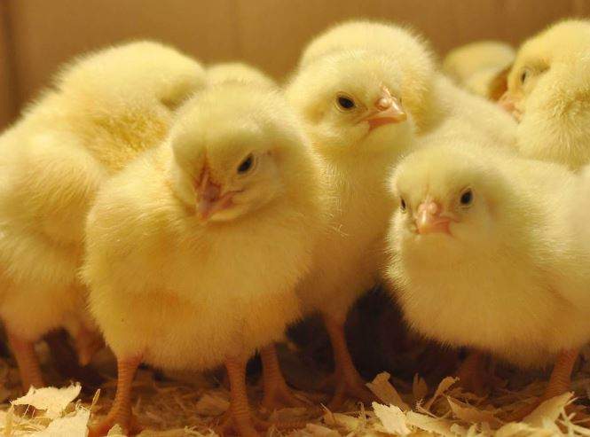 Nằm Mơ Thấy Gà Con Đánh Con Gì? Giải Mã Giấc Mơ Thấy Gà Con Đánh Số Mấy?