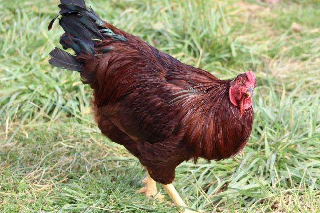 Nằm Mơ Thấy Bắt Gà Đánh Con Gì? Giải Mã Giấc Mơ Thấy Bắt Gà Đánh Số Mấy?