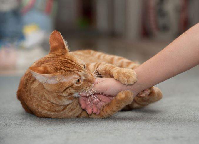 Nằm Mơ Thấy Mèo Vàng Đánh Con Gì? Giải Mã Giấc Mơ Thấy Mèo Vàng?