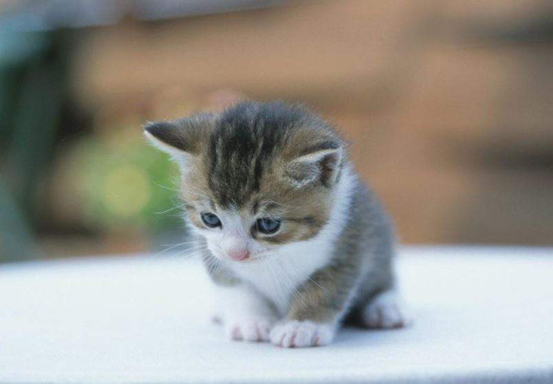 Nằm Mơ Thấy Mèo Con Đánh Con Gì? Giải Mã Giấc Mơ Thấy Mèo Con Đánh Số Mấy?