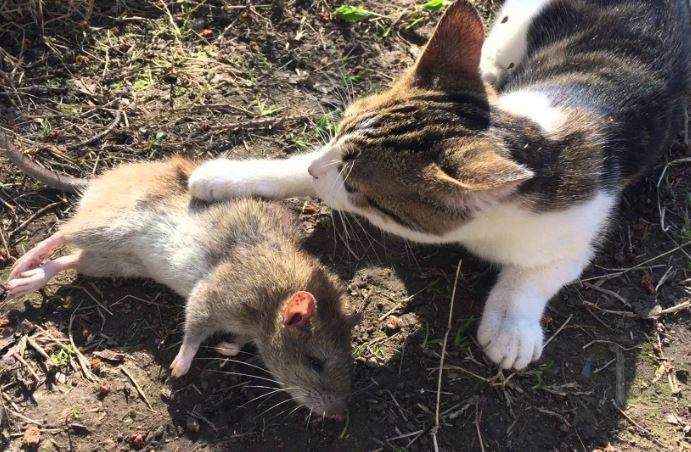 Nằm Mơ Thấy Mèo Bắt Chuột Đánh Con Gì? Giải Mã Giấc Mơ Thấy Mèo Bắt Chuột?