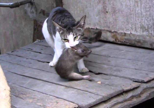 Nằm Mơ Thấy Mèo Bắt Chuột Đánh Con Gì? Giải Mã Giấc Mơ Thấy Mèo Bắt Chuột?