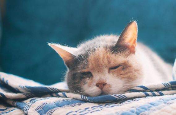 Nằm Mơ Thấy Mèo Chết Đánh Con Gì? Giải Mã Giấc Mơ Thấy Mèo Chết?