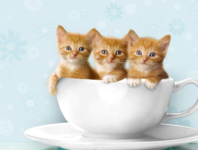 Nằm Mơ Thấy Mèo Vàng Đánh Con Gì? Giải Mã Giấc Mơ Thấy Mèo Vàng?