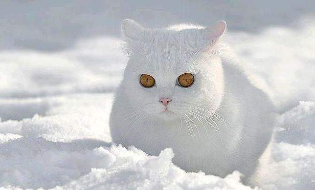 Nằm Mơ Thấy Mèo Trắng Đánh Con Gì? Giải Mã Giấc Mơ Thấy Mèo Trắng?