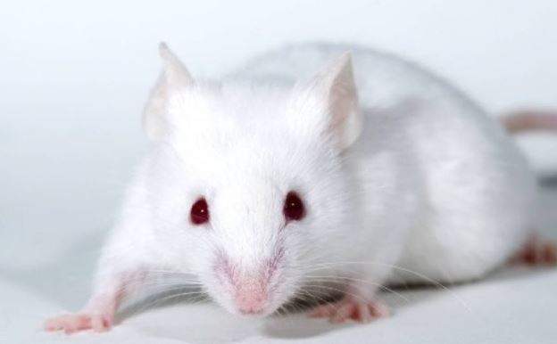 Nằm Mơ Thấy Chuột Bạch Đánh Con Gì? Giải Mã Giấc Mơ Thấy Chuột Bạch?