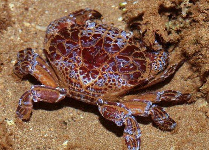 Nằm Mơ Thấy Cua Biển Đánh Con Gì? Giải Mã Giấc Mơ Thấy Cua Biển Đánh Số Mấy?