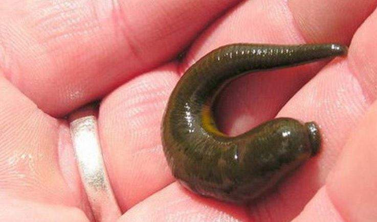 Nằm Mơ Thấy Đỉa Cắn Đánh Con Gì? Giải Mã Giấc Mơ Thấy Đỉa Cắn Đánh Số Mấy?