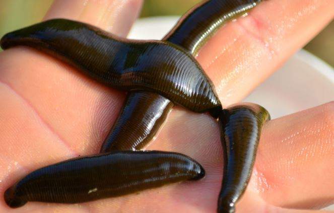 Nằm Mơ Thấy Đỉa Cắn Đánh Con Gì? Giải Mã Giấc Mơ Thấy Đỉa Cắn Đánh Số Mấy?