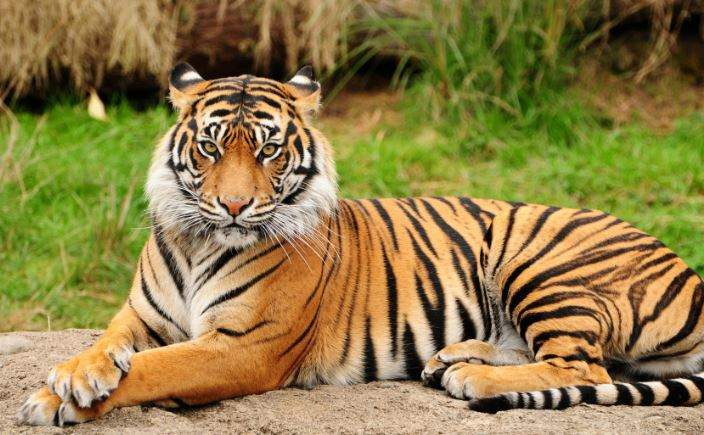 Nằm Mơ Thấy Hổ Điều Đó Có Ý Nghĩa Gì?