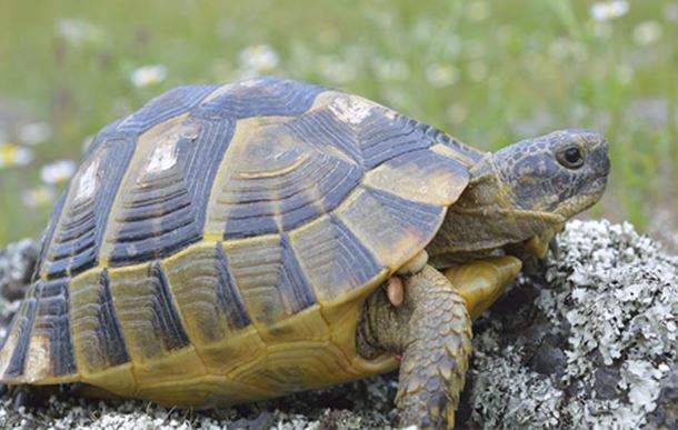 Nằm Mơ Thấy Rùa Có Ý Nghĩ Gì? Giải Mã Bí Mật Giấc Mơ Thấy Rùa