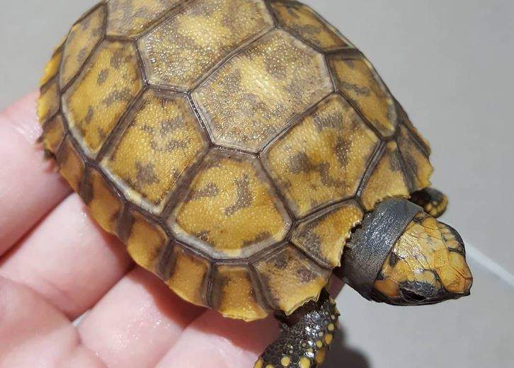 Nằm Mơ Thấy Rùa Có Ý Nghĩ Gì? Giải Mã Bí Mật Giấc Mơ Thấy Rùa