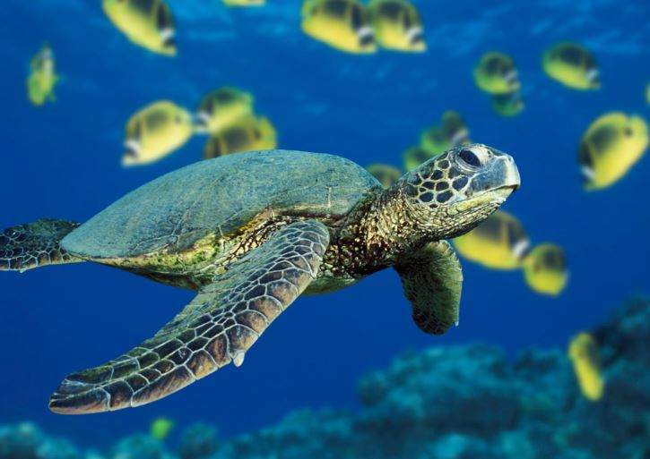 Nằm Mơ Thấy Rùa Có Ý Nghĩ Gì? Giải Mã Bí Mật Giấc Mơ Thấy Rùa