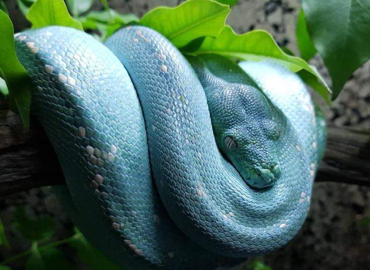 Nằm Mơ Thấy Trăn Đánh Con Gì? Giải Mã Giấc Mơ Thấy Trăn Đánh Số Mấy?