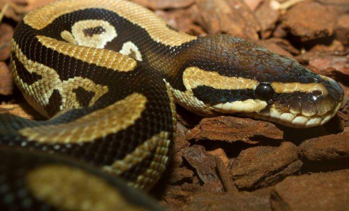 Nằm Mơ Thấy Trăn Đánh Con Gì? Giải Mã Giấc Mơ Thấy Trăn Đánh Số Mấy?