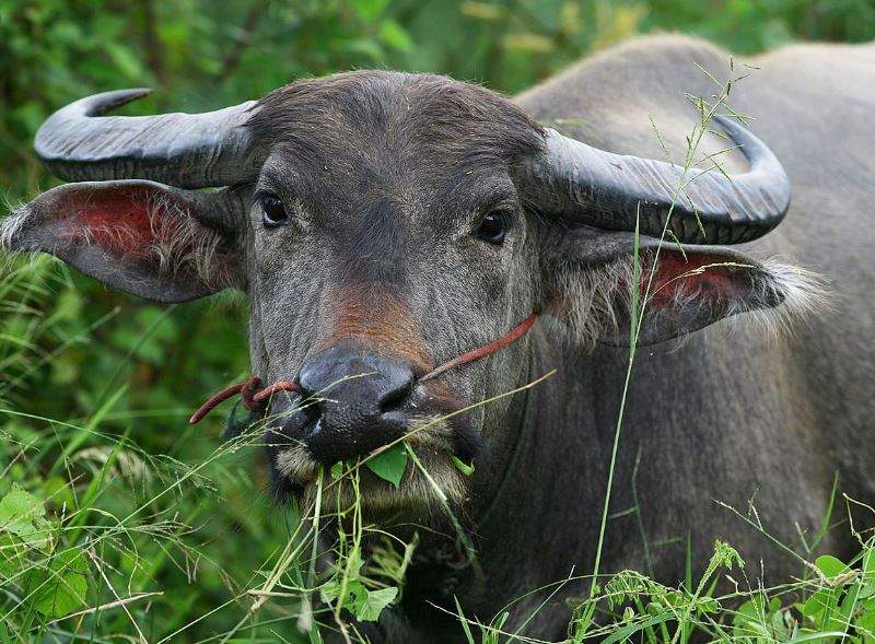 Nằm Mơ Thấy Trâu Đuổi Đánh Con Gì? Giải Mã Giấc Mơ Thấy Trâu Đuổi Đánh Số Mấy?