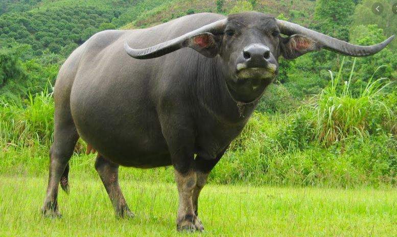 Nằm Mơ Thấy Trâu Đuổi Đánh Con Gì? Giải Mã Giấc Mơ Thấy Trâu Đuổi Đánh Số Mấy?