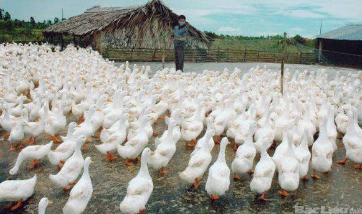 Nằm Mơ Thấy Vịt Trắng Đánh Con Gì? Giải Mã Giấc Mơ Thấy Vịt Trắng Đánh Số Mấy?