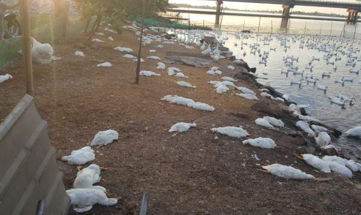 Nằm Mơ Thấy Vịt Chết Đánh Con Gì? Giải Mã Giấc Mơ Thấy Vịt Chết Đánh Số Mấy?