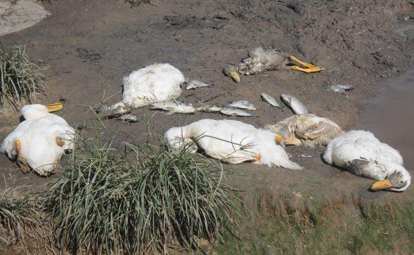 Nằm Mơ Thấy Vịt Chết Đánh Con Gì? Giải Mã Giấc Mơ Thấy Vịt Chết Đánh Số Mấy?