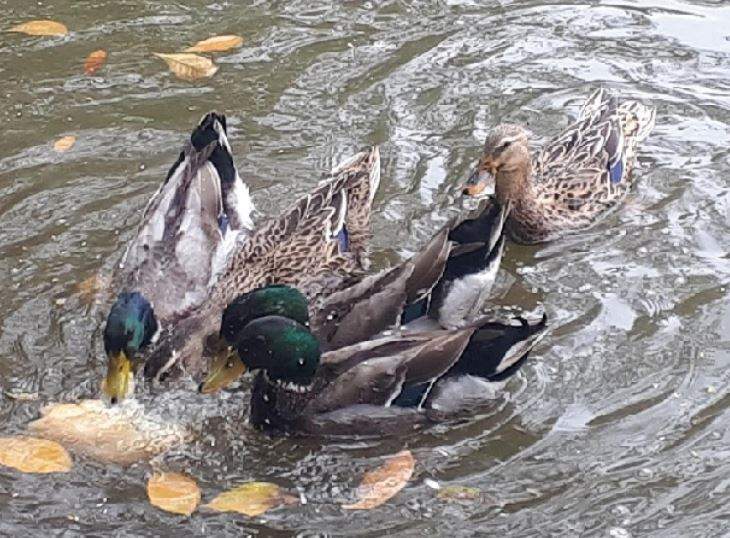 Nằm Mơ Thấy Vịt Trời Đánh Con Gì? Giải Mã Giấc Mơ Thấy Vịt Trời Đánh Số Mấy?