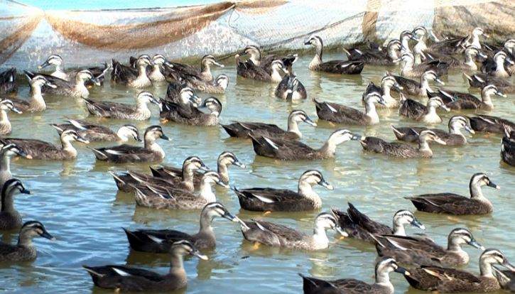 Nằm Mơ Thấy Vịt Trời Đánh Con Gì? Giải Mã Giấc Mơ Thấy Vịt Trời Đánh Số Mấy?